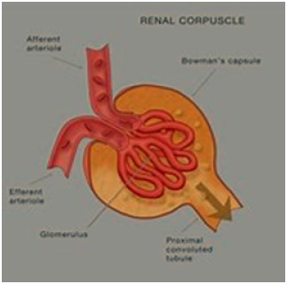 renal corpuscle 