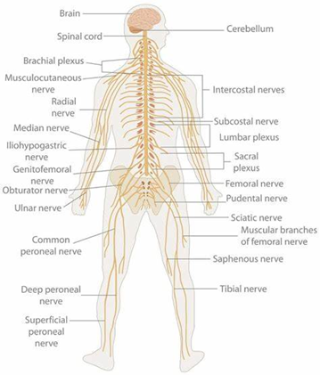 nervous system