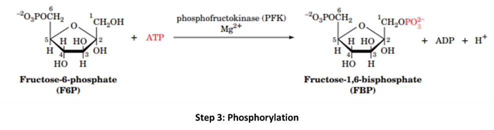 phosphorylation2