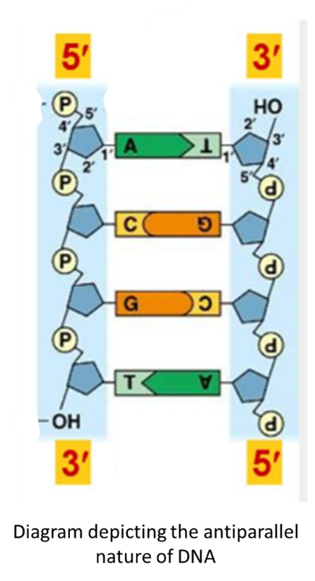 antiparallel nature of DNA 