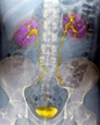 anatomy of human kidney