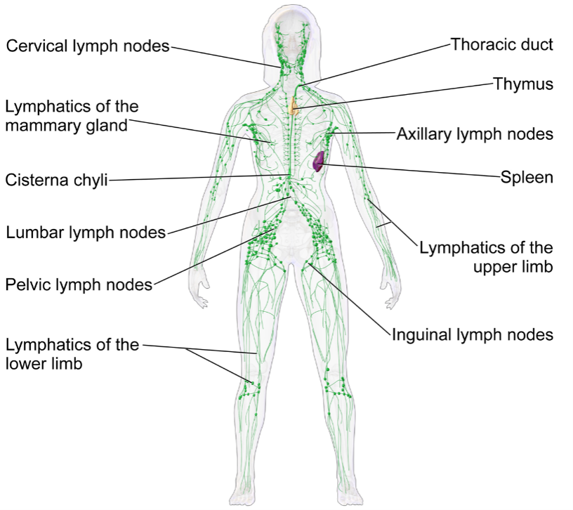 lymphatic system