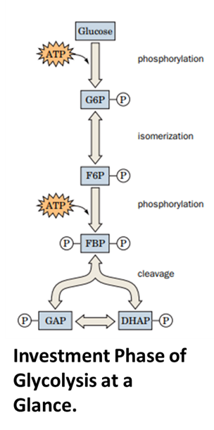 investment phase of glycolysis 