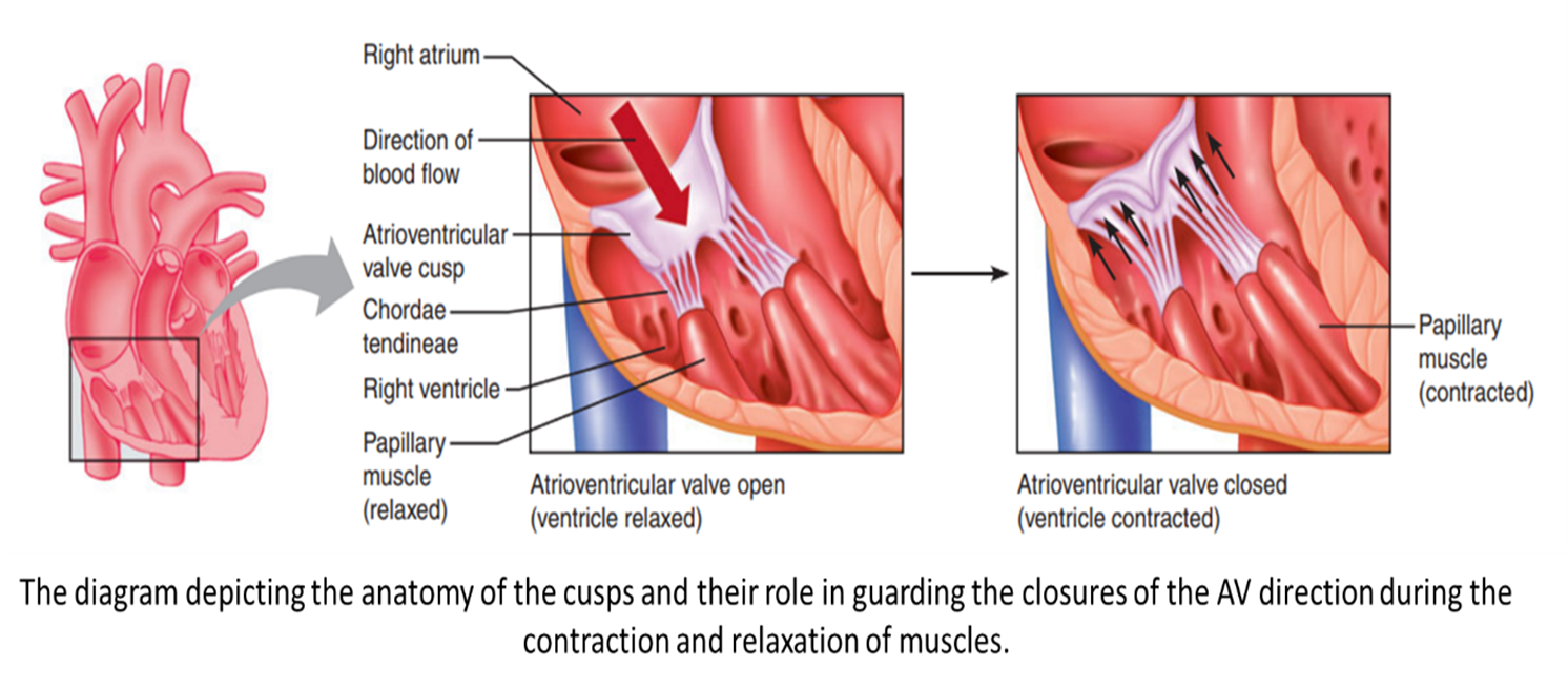 cusps