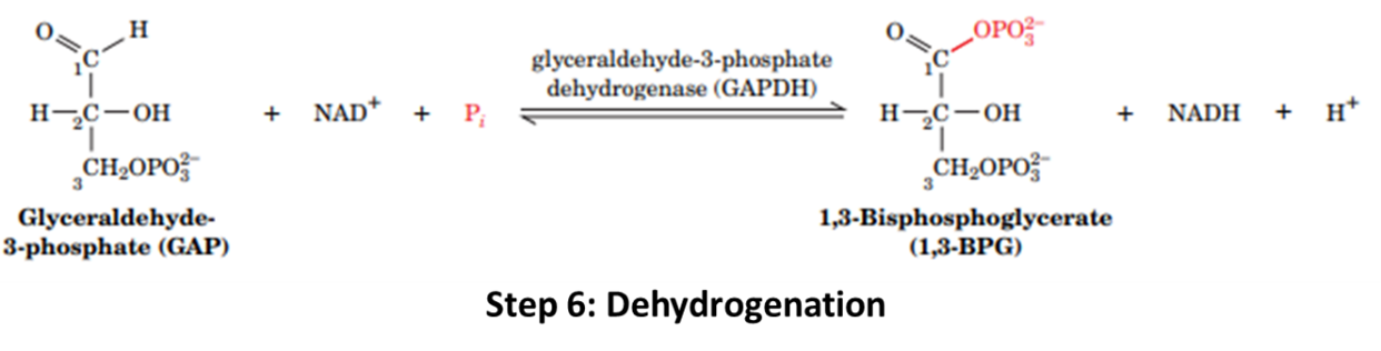 dehydrogenation