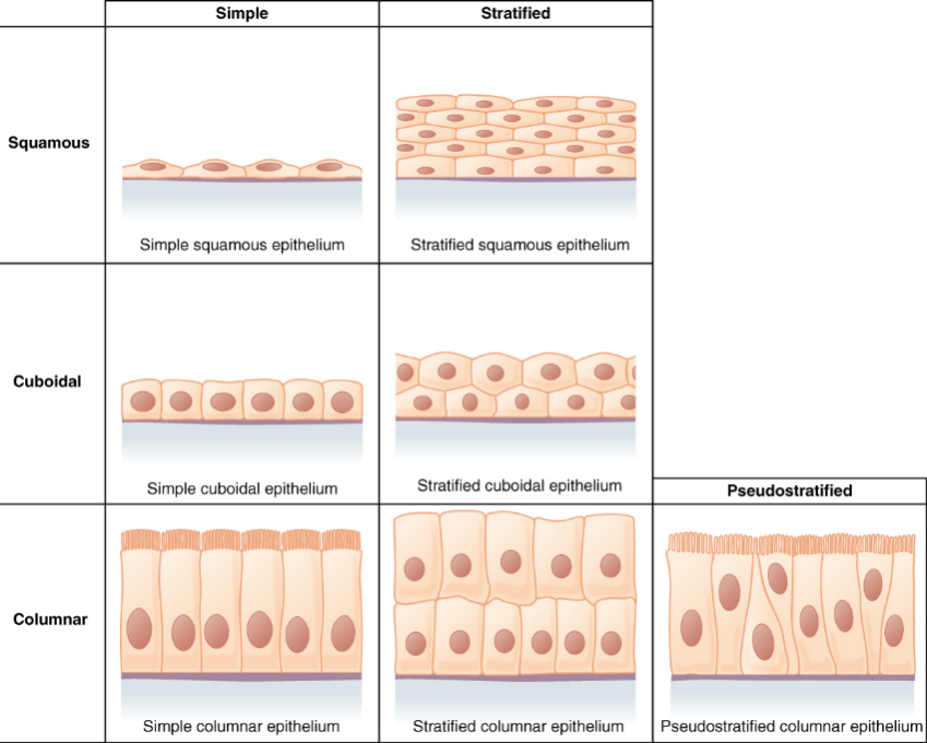 tissue structure and functions