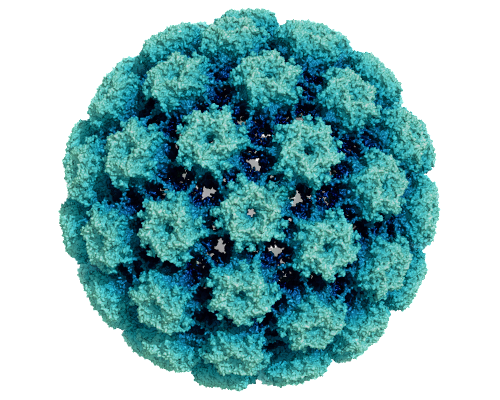 human papillomavirus