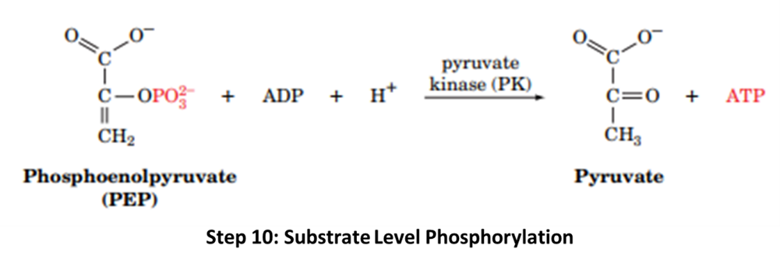 substrate level phosphorylation2