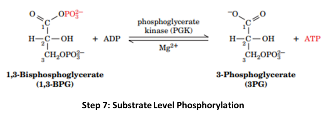 substrate level phosphorylation
