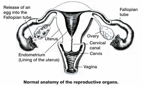 female reproductive system