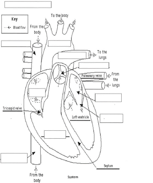 circulatory system